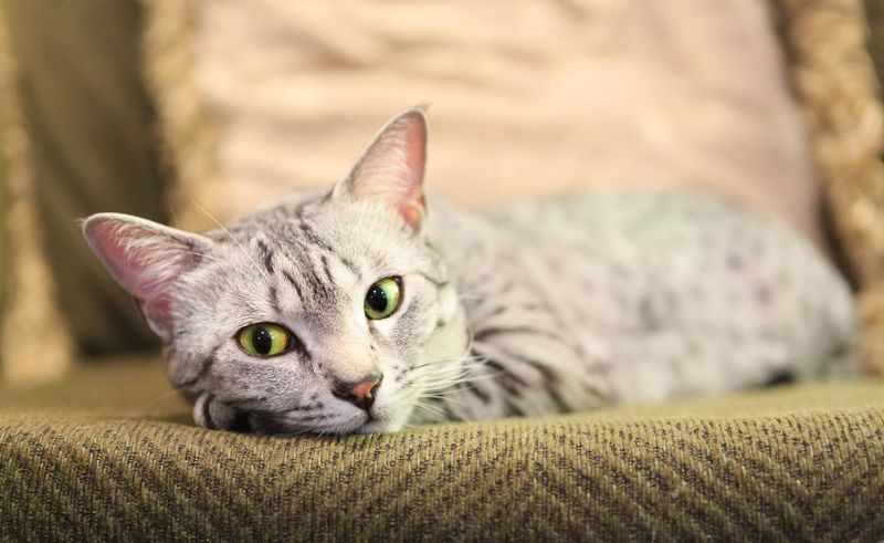 Egyptian Mau