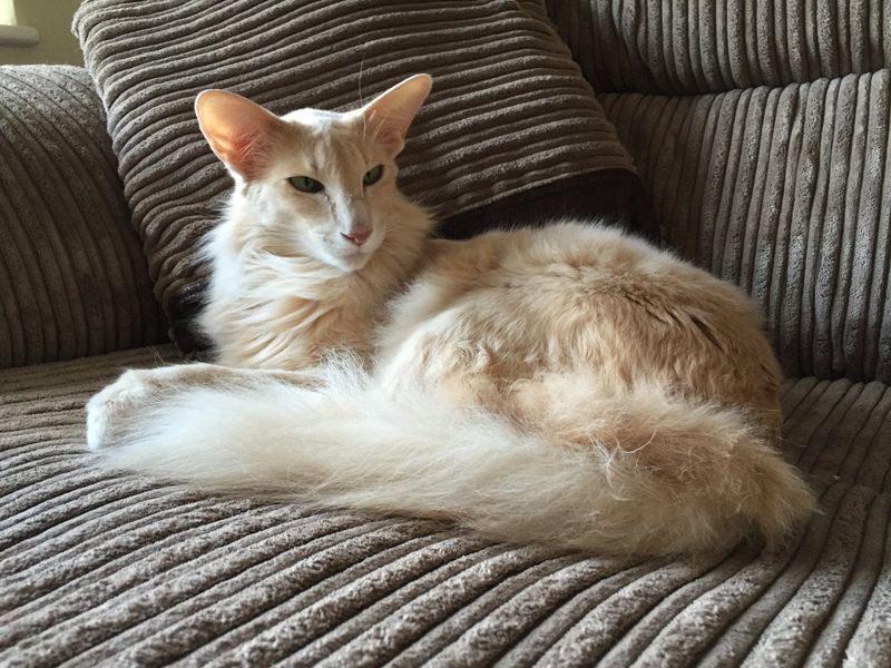 Oriental Longhair