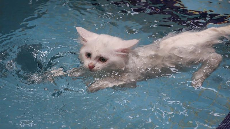 Turkish Van: Water-Loving Wanderers