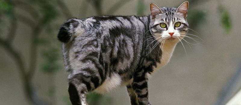 Japanese Bobtail: Lucky Travelers