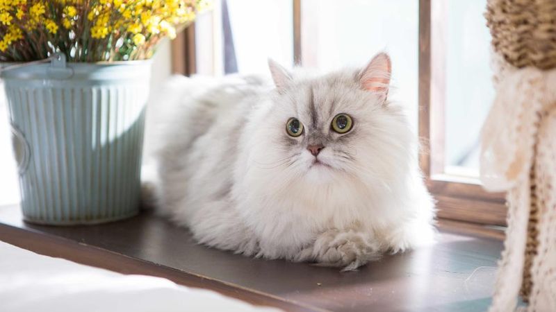 Persian: Decorative Living Cushions