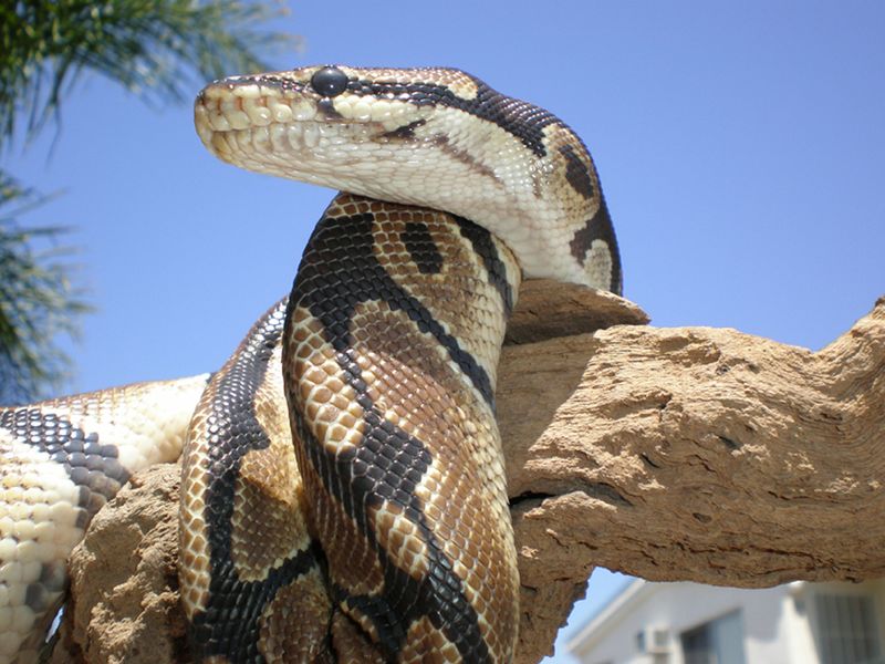 Ball Python