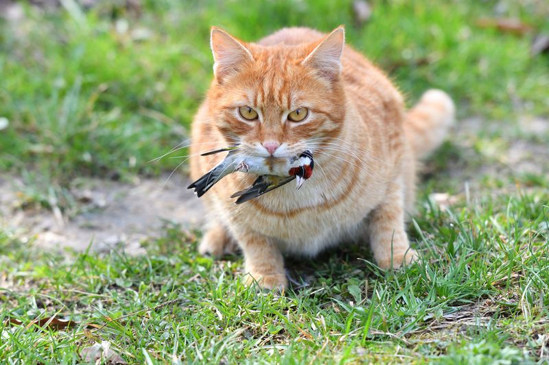 Feral Cats: Shadow Predators