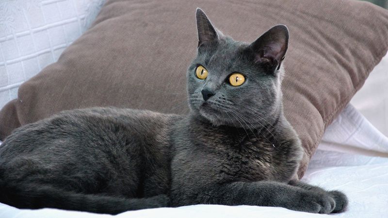 Chartreux: Historical Space-Respecters