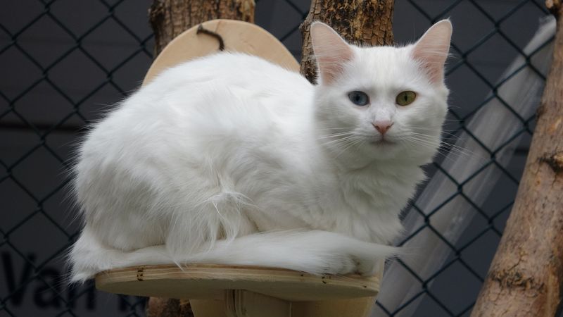 Turkish Van: The Grief Guardian