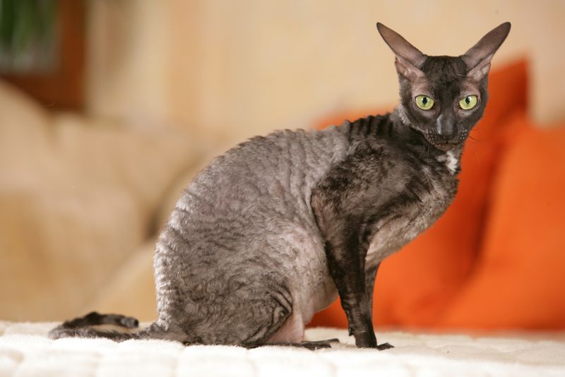 Cornish Rex: The Mischievous Mastermind