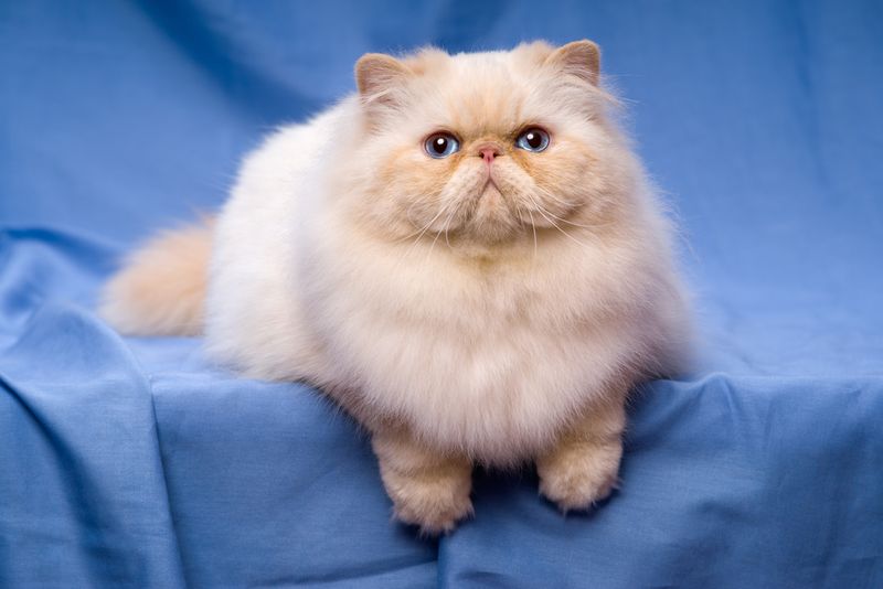 Himalayan - The Serene Lounger