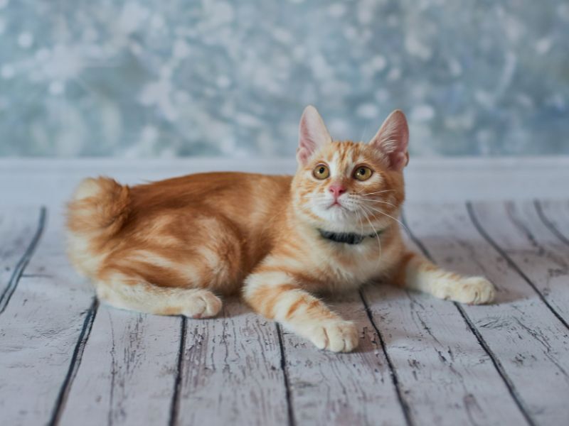 Japanese Bobtail: The Lucky Charm