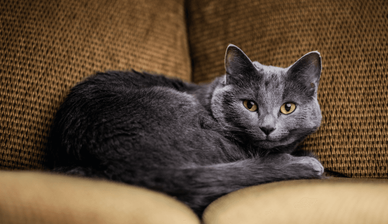 Russian Blue: Dignified Loners With Royal Standards