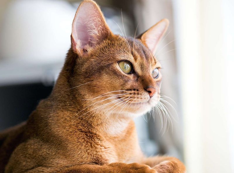 Abyssinian