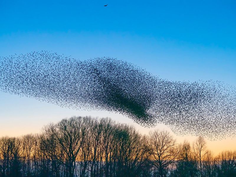 Nature's Built-In GPS System