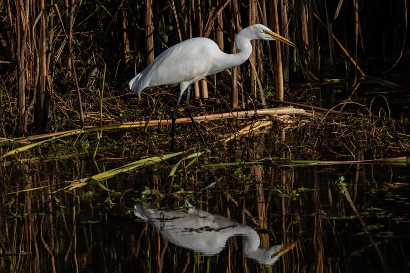Snoozing In Swamps
