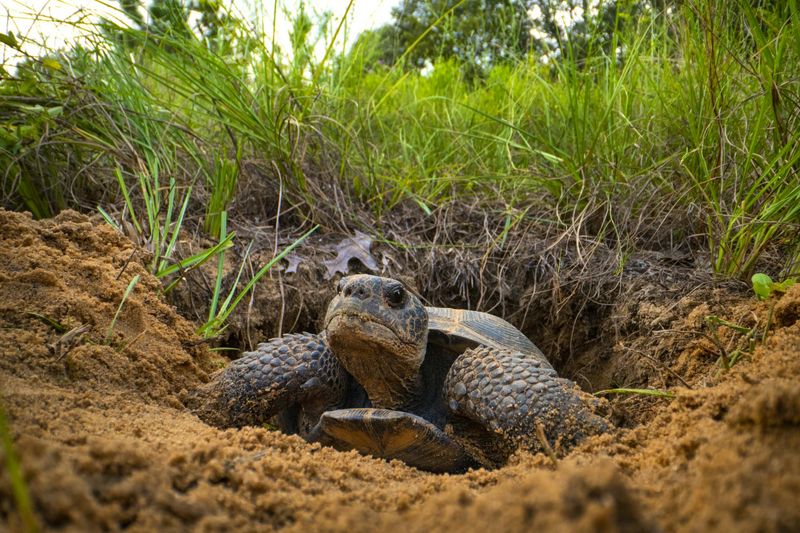 Gopher Tortoises