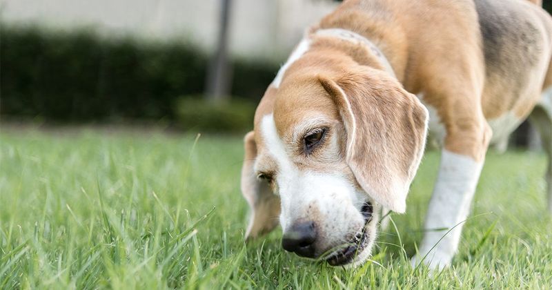 Eating Grass