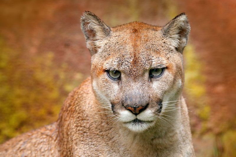 South American Puma
