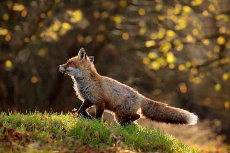 Foxes Blend Wisdom With Playfulness