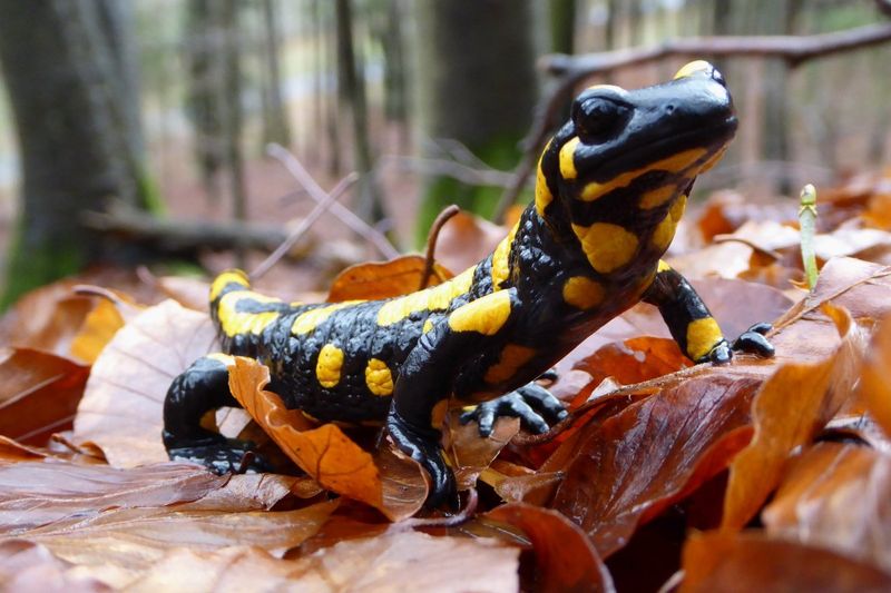 Fire Salamander