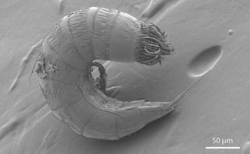 Microscopic Mud Dragons