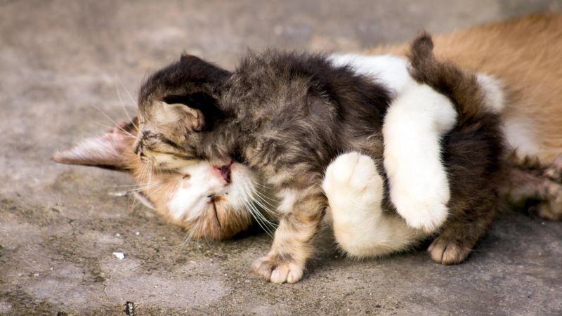 Longer Daylight Cuddles