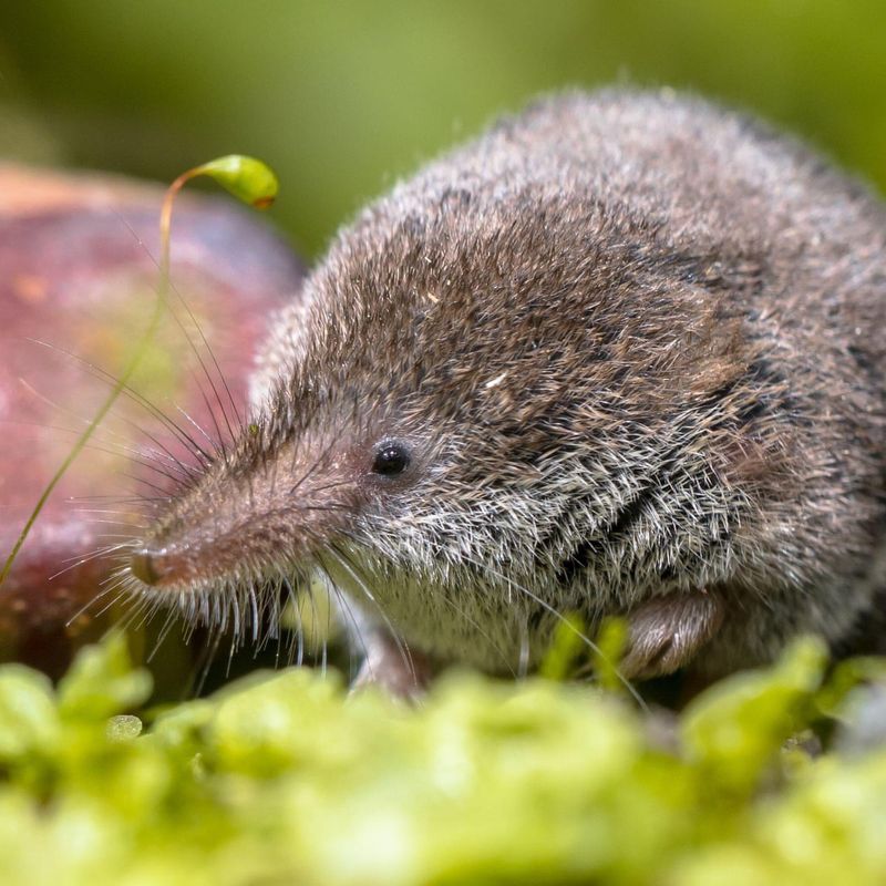 Shrew