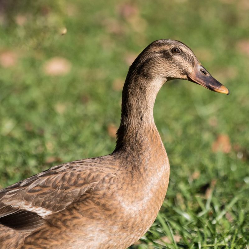 Khaki Campbell Ducks: Egg-Laying Champions