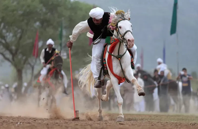 Tent Pegging
