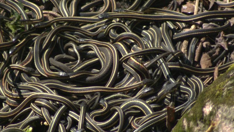 Serpentine Sleepers: Garter Snakes