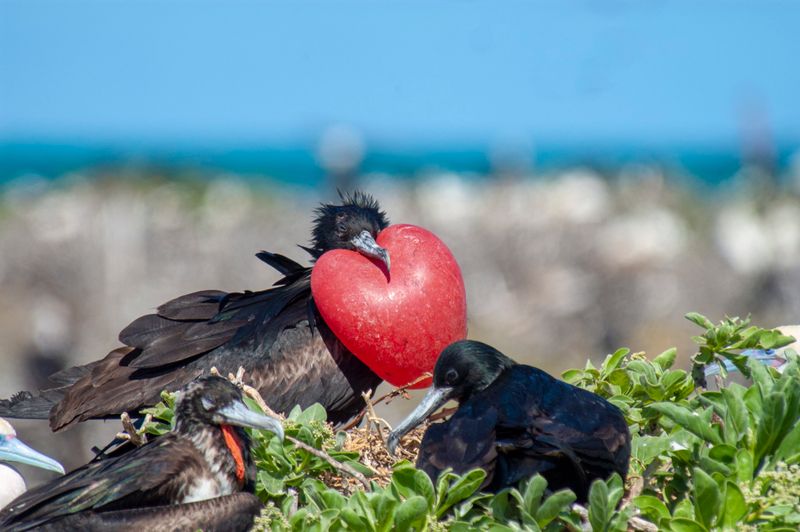 Magnificent Frigatebirds: Pirates Of The Sky