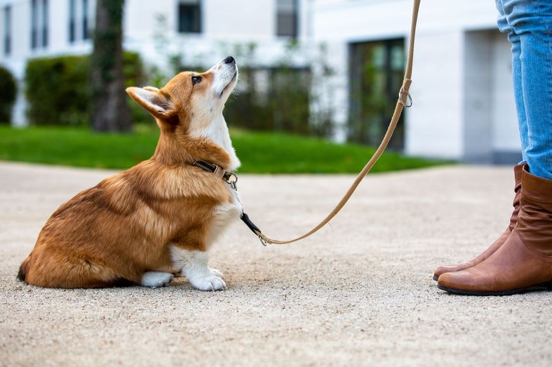 Desensitization Training