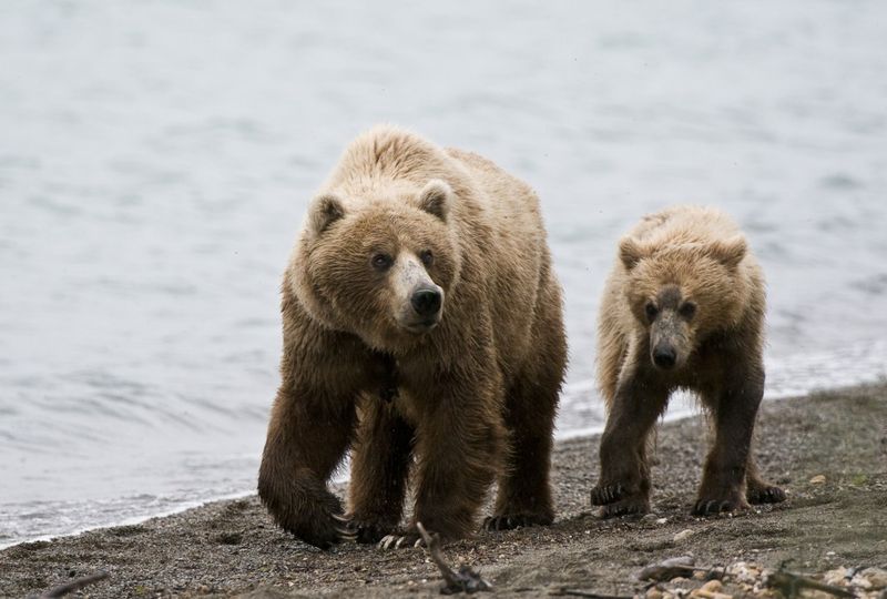 Admiralty Island, Alaska