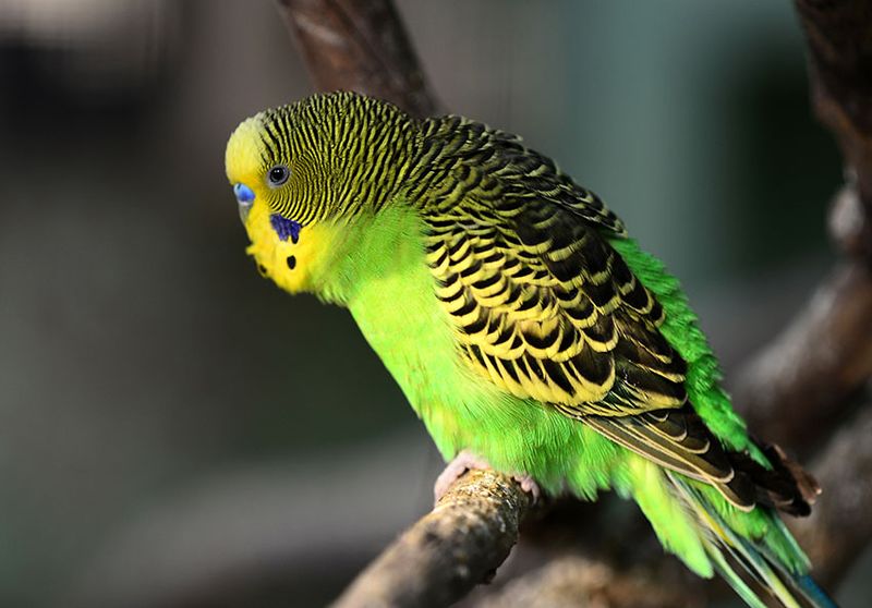 Budgerigars