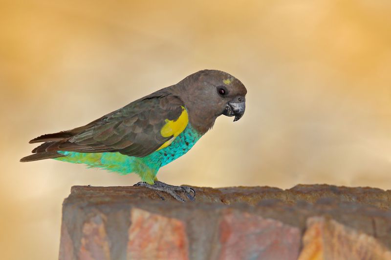 Meyer's Parrots