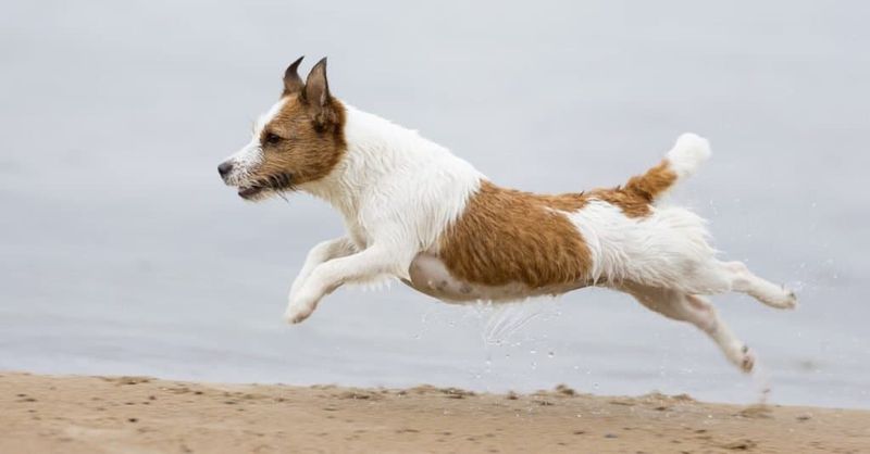 Russell Terrier: Compact Dynamo
