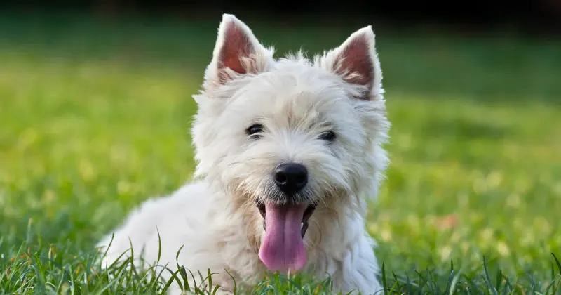 West Highland White Terrier