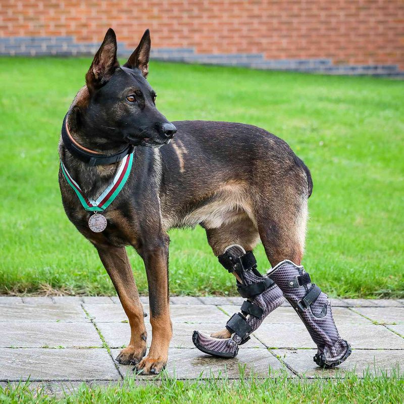 Kuno: Special Forces Assault Dog