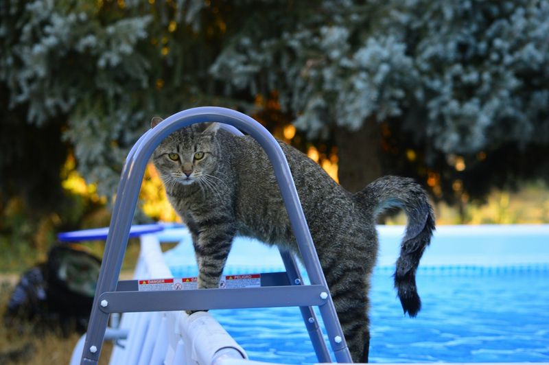 Water-Crossing Strategies