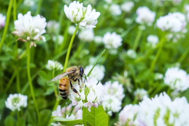 Clover: Humble Honeybee Superfood