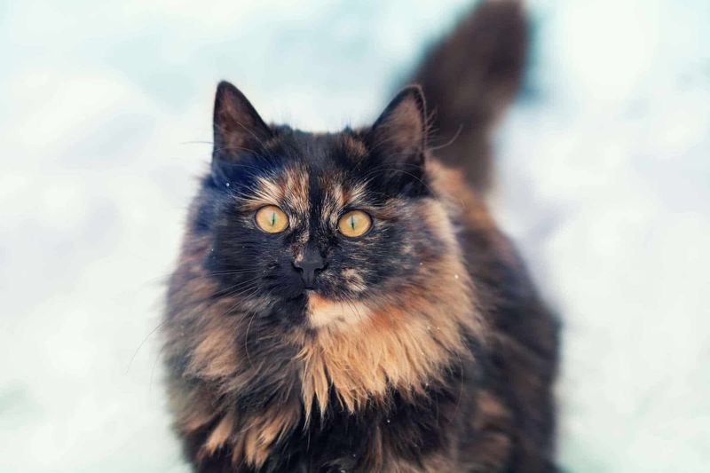 Tortoiseshell Tapestry