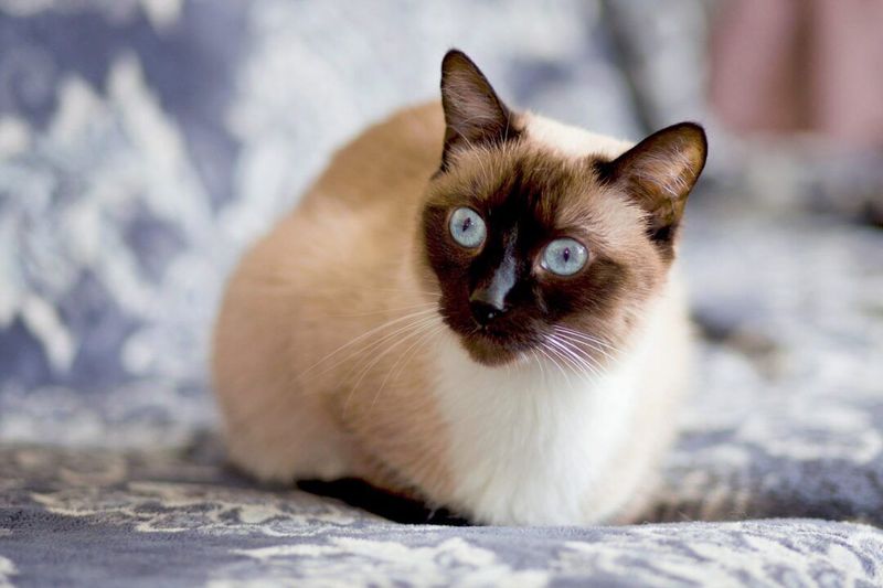 Siamese