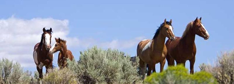 Oregon's Steens Mountain Wilderness Wanderers