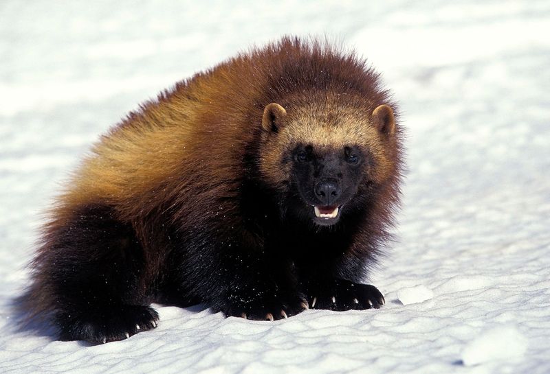 Wisconsin's Northwoods Newcomers