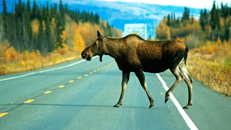 Alaska's Roadside Moose