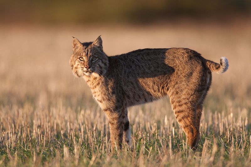 Great Plains' Elusive Bobcat