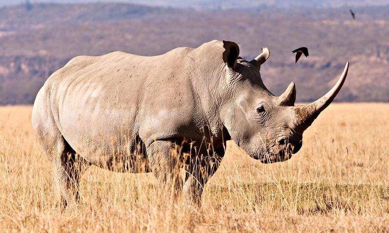 Southern White Rhinoceros – Armored Survivor