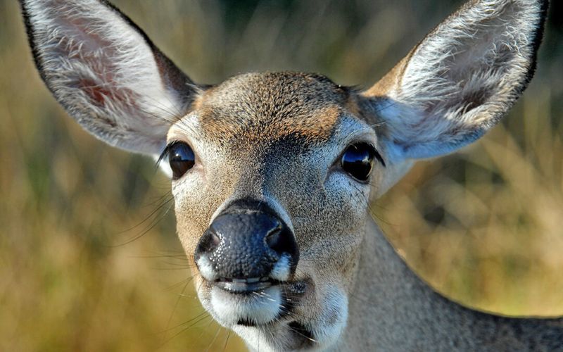 Key Deer – Pint-Sized Island Dwellers