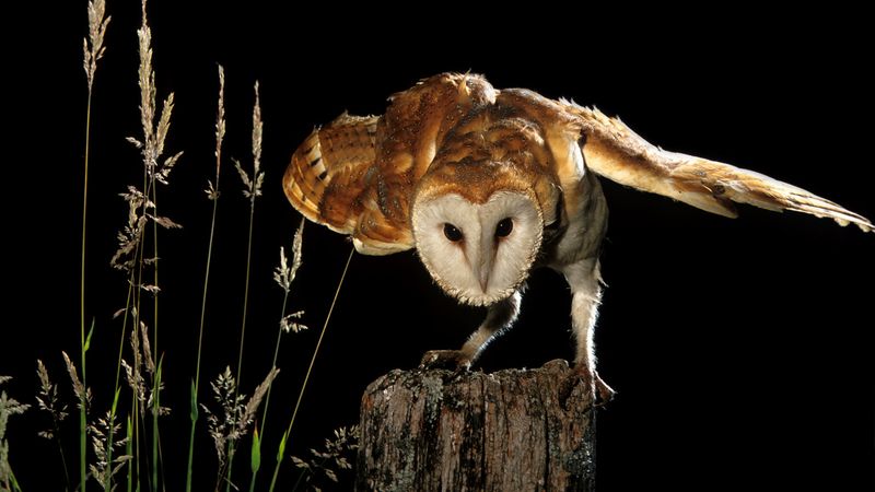 Barn Owl