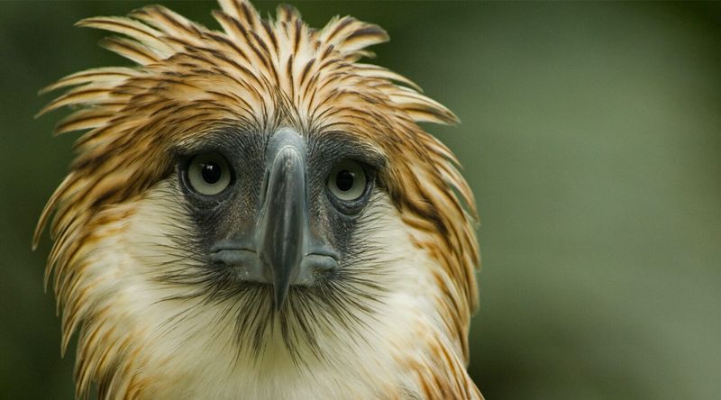 Philippine Eagle