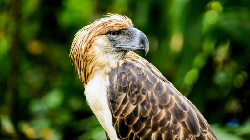 Philippine Eagle