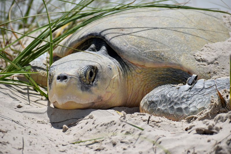 Kemp's Ridley Sea Turtle