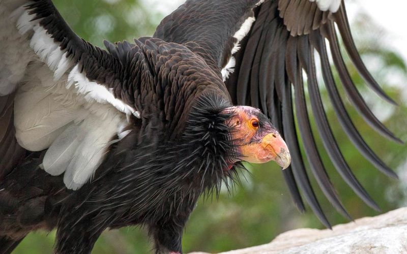 California Condor